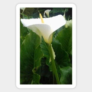 White Calla lily photo Sticker